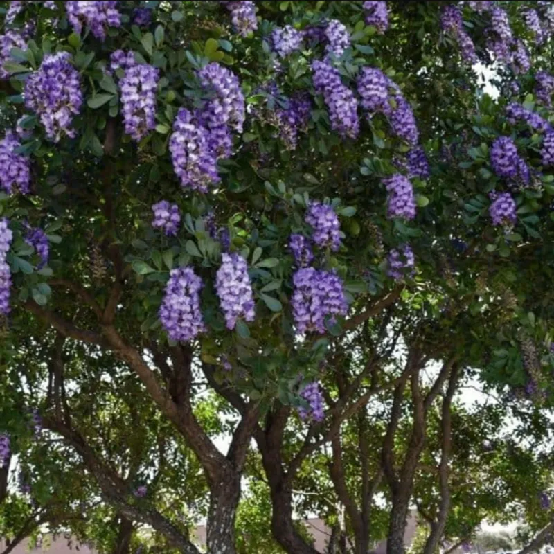 Texas Mountain Laurel (Sophora secundiflora) in Arizona