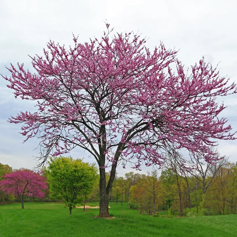 Texas Redbud (Cercis canadensis var. texensis) in Arizona