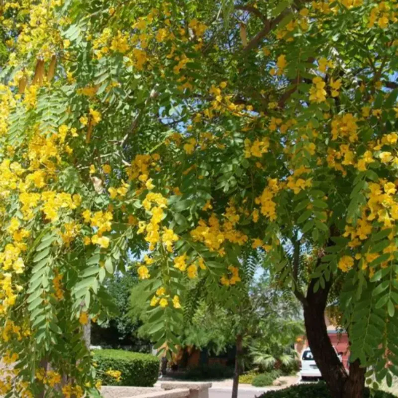 Tipu (Tipuana tipu) in Arizona