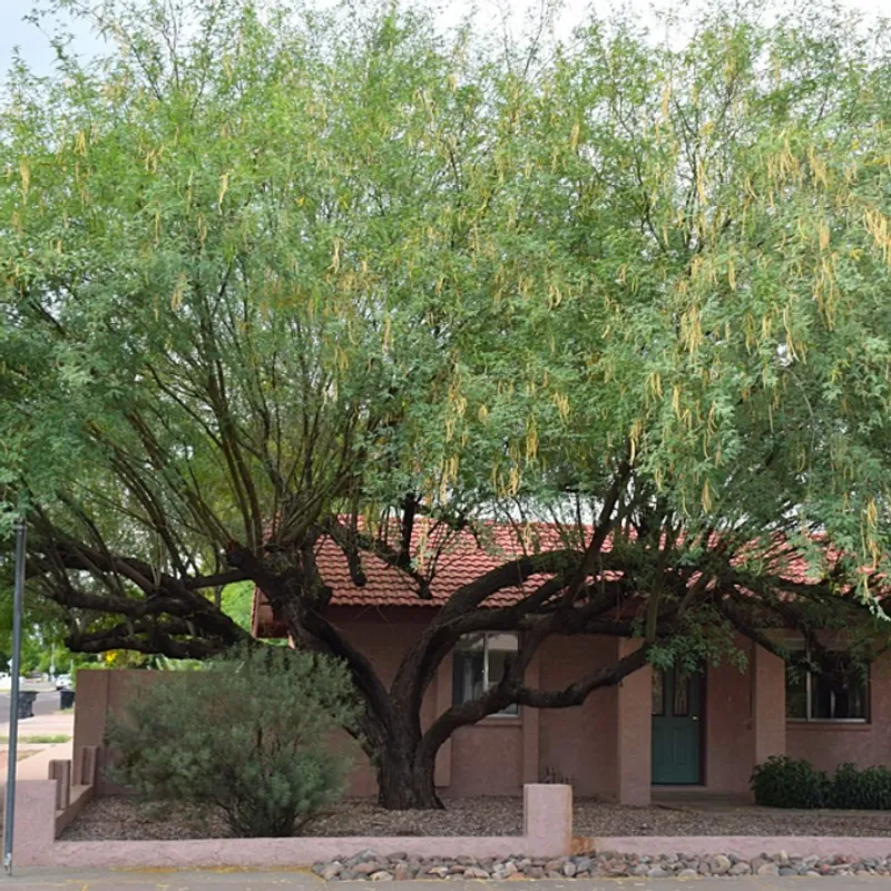 Velvet Mesquite (Prosopis velutina) in Arizona