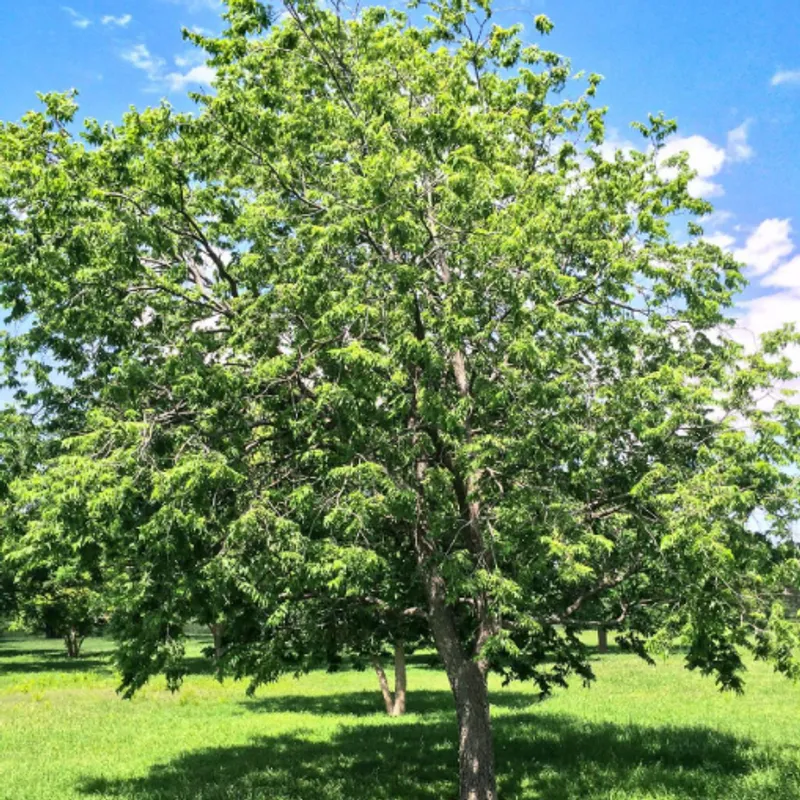 Western Soapberry (Sapindus drummondii) in Arizona