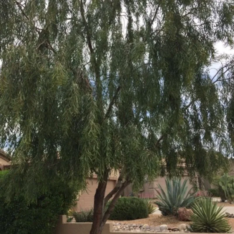 Willow Acacia (Acacia salicina) in Arizona